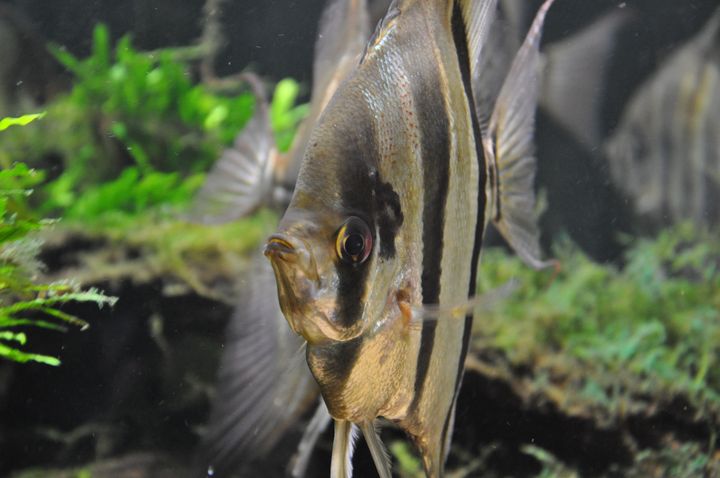 Pterophyllum_altum_5.JPG